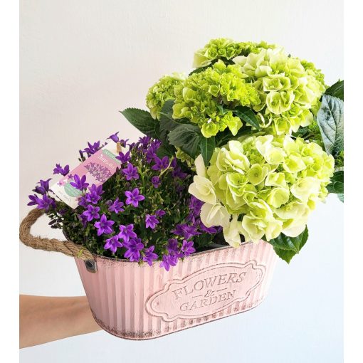 Campanula, hortenzia bádog kaspóban (ÁPRILIS 29-TŐL KÉSZLETEN) 